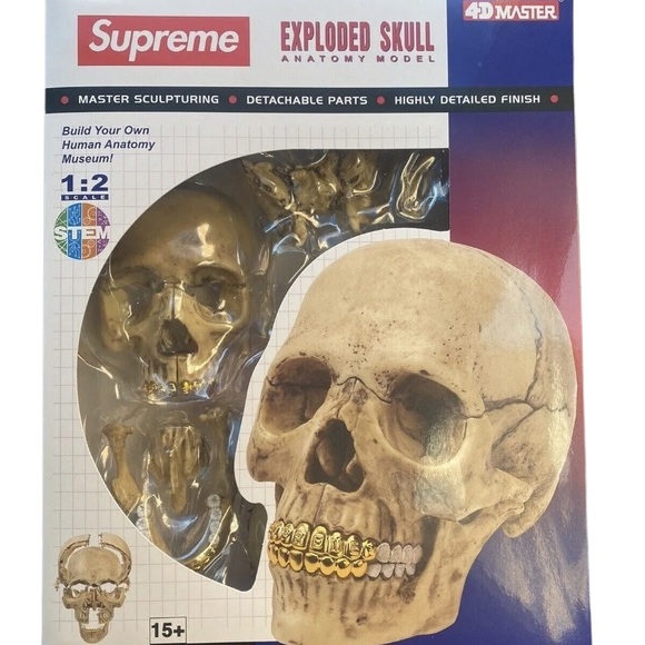 Supreme 21 Piece Human Skull Model / Puzzle With Embossed Logo Teeth - Picture 5 of 7